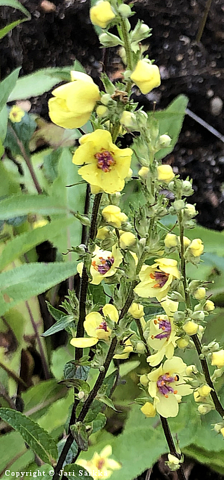 Verbascum chaixii 'Sixteen Candles', ranskantulikukka
